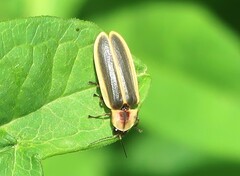 Pyractomena angulata