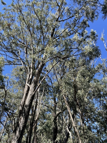 Eucalyptus crebra observed 2022-06-25