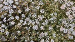 Pimpinella corymbosa