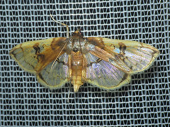 Compacta