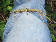 Cladomorphus phyllinus