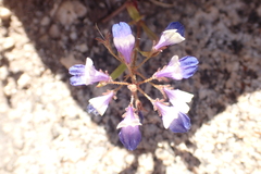 Collinsia torreyi wrightii