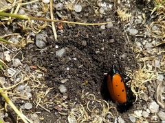 Mylabris quadripunctata