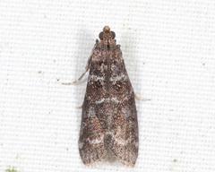 Ortholepis pasadamia