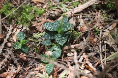 Goodyera repens image