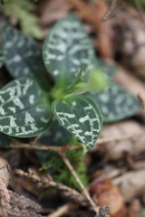 Goodyera repens image
