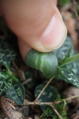 Goodyera repens image