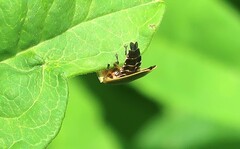 Pyractomena angulata