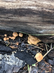 Tubaria romagnesiana