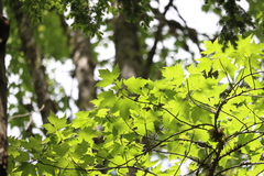 Acer rubrum image