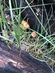 Tubaria romagnesiana