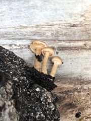 Tubaria romagnesiana