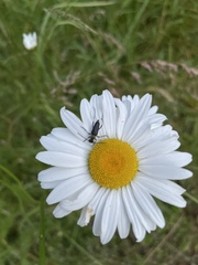 Grammoptera subargentata