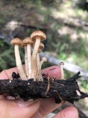 Tubaria romagnesiana