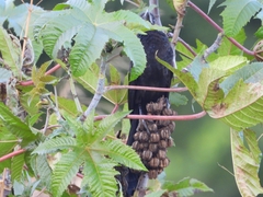 Crotophaga ani