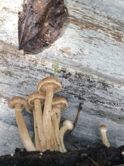 Tubaria romagnesiana