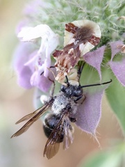 Melissodes bimaculatus