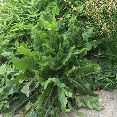 Cichorium intybus