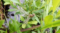 Somatochlora walshii