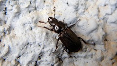 Platycerus depressus