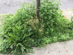 Cichorium intybus