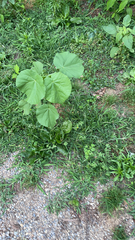 Abutilon theophrasti