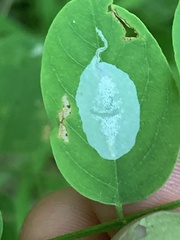 Macrosaccus robiniella
