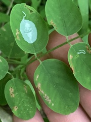 Macrosaccus robiniella