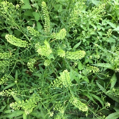 Lepidium virginicum