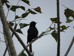 Melaenornis pammelaina ater