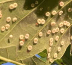 Neuroterus umbilicatus