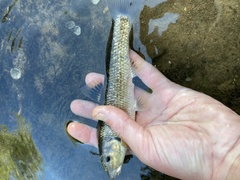 Campostoma oligolepis