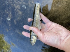 Campostoma oligolepis