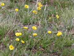 Ranunculus adoneus