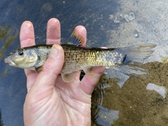 Campostoma oligolepis