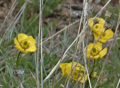 Ranunculus adoneus