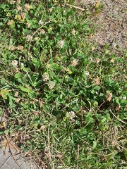 Trifolium repens