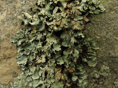 Parmeliaceae