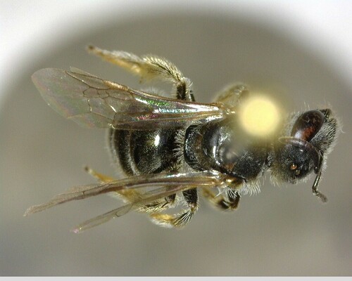 iNaturalist observation photo of Tripartite Sweat Bee