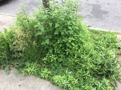 Lepidium virginicum