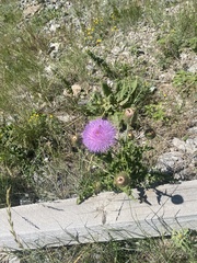 Cirsium flodmanii