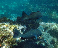 Girella elevata