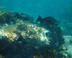 Girella elevata