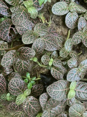 Fittonia albivenis
