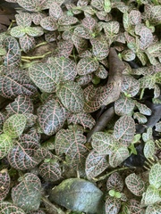 Fittonia albivenis