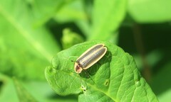 Pyractomena angulata