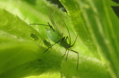 Macrosiphum albifrons