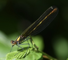 Calopteryx amata