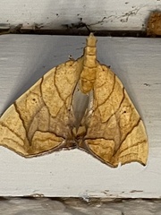 Eulithis gracilineata