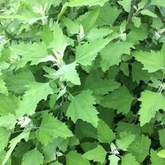 Chenopodium album